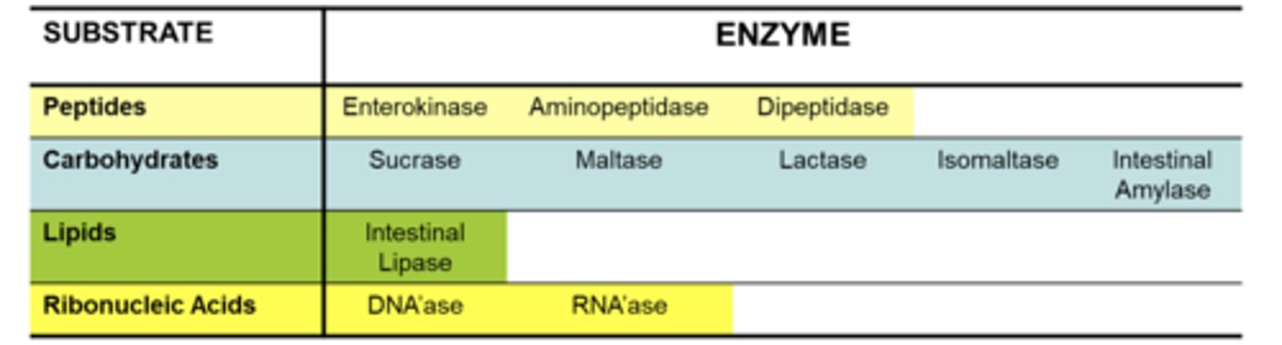 <p>crypt cell enzymes released at brush border:</p>