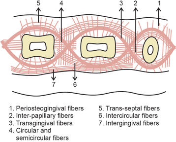 <ul><li><p>Located on the vestibular and oral sides of the<strong> interdental gingiva</strong></p></li><li><p>Connect the <strong>circular bundles</strong> of neighboring teeth</p></li><li><p>Form part of the <strong>intergingival</strong> fiber bundles</p></li></ul><p></p>