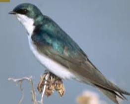 <p><span><span>Tachycineta bicolor</span></span></p>