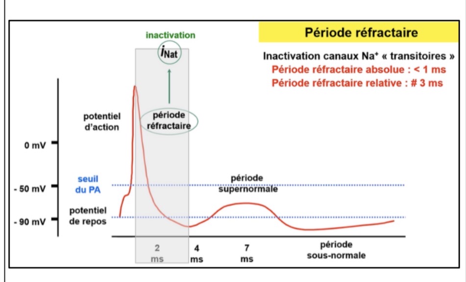 <p>Le sodium ne peut plus passer, créant une période réfractaire d’environ 3 ms.</p>