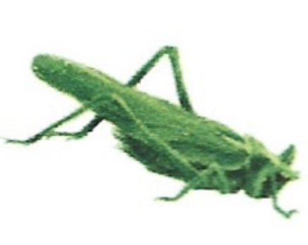 <p>ఇది ఏమిటి?</p>