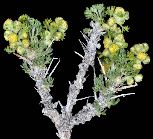 <p>What is this plant’s scientific name?</p>