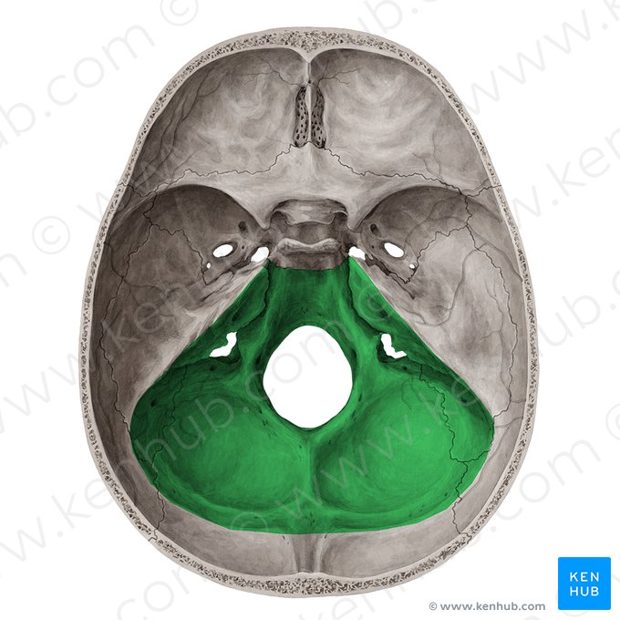 <p>zadní plocha basis cranii</p><p>od <strong>fossa cranii medii </strong>je oddělena pomocí <strong>crista pyramidis, processus clinoideus posterior a fossa hypophysialis</strong></p>