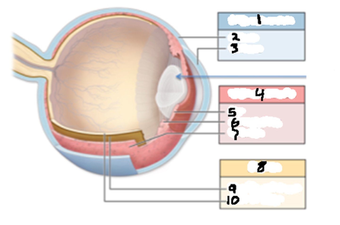 <p>Vascular tunic layer > contains iris, ciliary body, and choroid</p>