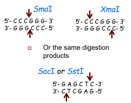 <p>What is an Isoschizomers? (slide 12)</p>