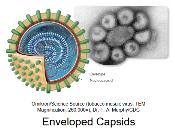 <p>enveloped (from helical capsid structure)</p>