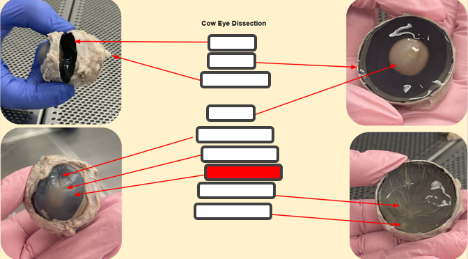 <p>Label </p>