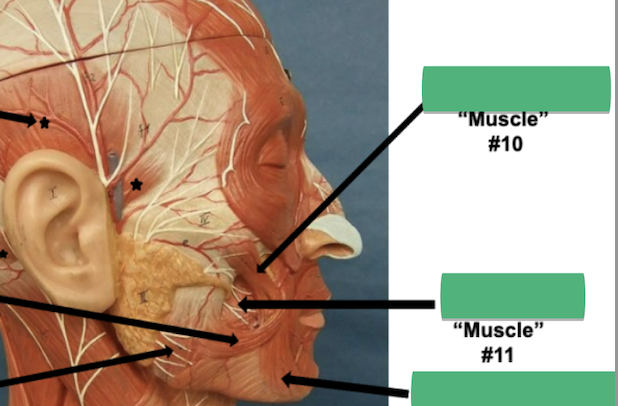 <p>Label muscle #11 </p>