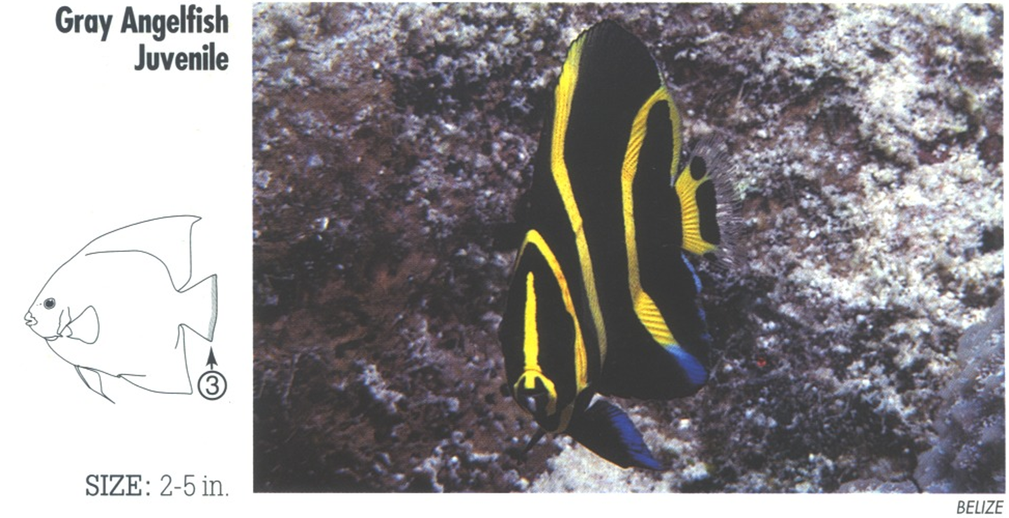 <p><span>JUVENILE: 3. Square-cut tail with white to transparent margin.</span></p>