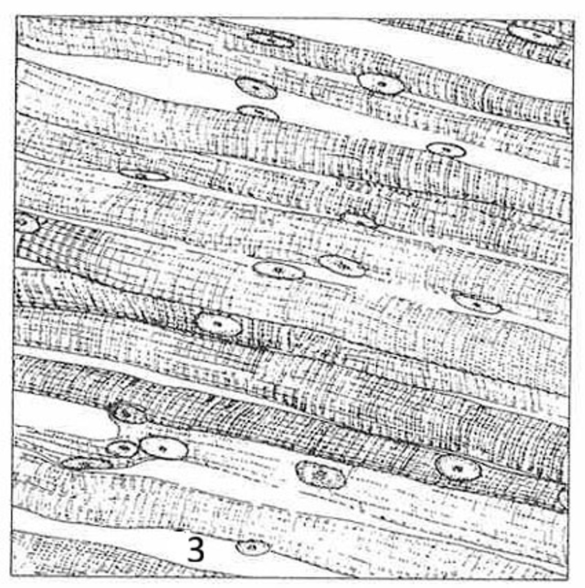 <p>Where is this tissue located?</p>