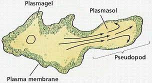  A temporary protrusion of the protoplasm, as of certain protozoans, usually serves as an organ of locomotion or absorbing food. “false foot”