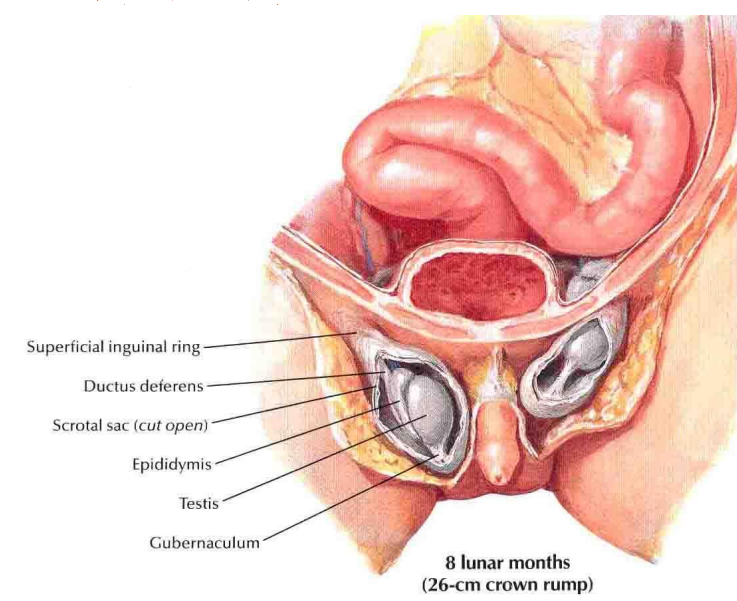 <p>8 lunar months (26 cm crown-rump)</p><p>Testes have passed through the inguinal canal.</p><p>Located in the scrotal sac.</p><p>Superficial inguinal ring now behind them.</p><p>Ductus deferens visible.</p><p>Gubernaculum attaches testes to scrotal sac.</p>