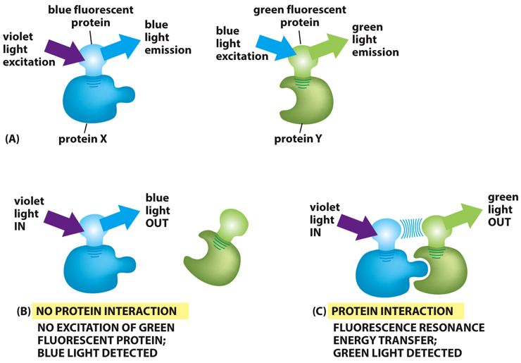 __FRET__: fluorescence resonance energy transfer

* only type of fluorescence that can be used to show that **proteins interact**
* **resonance transfer** only works if molecules are right next to each other

\
fluorescence occurs when a protein is ^^excited by light at one wavelength^^, and then %%emits light at a different wavelength%%

* the **light emitted by one protein is absorbed by another** protein, but only if they are close together

\
__example__:

* protein X (donor): absorbs purple, emits blue
* protein Y (acceptor): absorbs blue, emits green
* if we see green fluroescence, then proteins must interact
  * if we see blue, proteins don’t interact