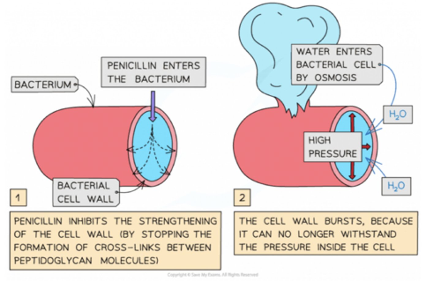 <p>Penicillin:</p><p>Penicillin irreversibly binds to the active site of an enzyme called transpeptidase that catalyses the last step in the formation of bacterial cell walls, inhibiting it. The defective cell wall prevents bacterial reproduction and causes the death of bacterial cells.</p>