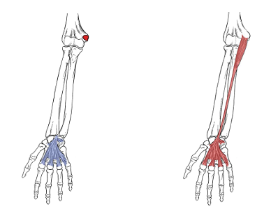 <p>What is the origin for palmaris longus?</p>
