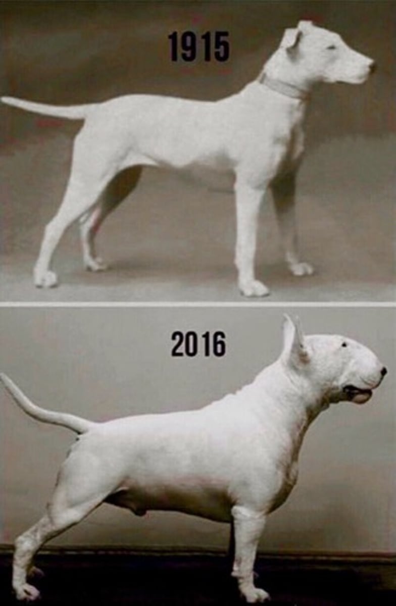 <p>Tail-lessness in cats, pendulous ears in dogs, and brachycephalic traits leading to health problems.</p>
