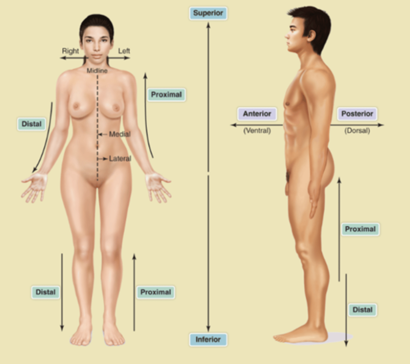 <p>D. CORRECT. Dorsal describes locations that are toward the back of, or posterior to, the body.</p><p>A. Caudal describes locations toward the tail of the body.</p><p>B. Cephalic describes locations pertaining to the head.</p><p>C. Medial describes locations that are toward the middle of the body.</p>