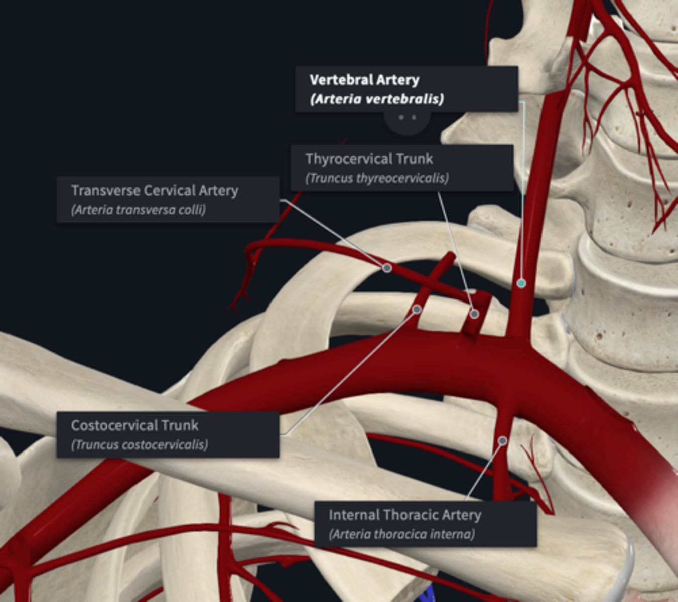 <p>What is the origin of the vertebral artery branch of the subclavian artery?</p>