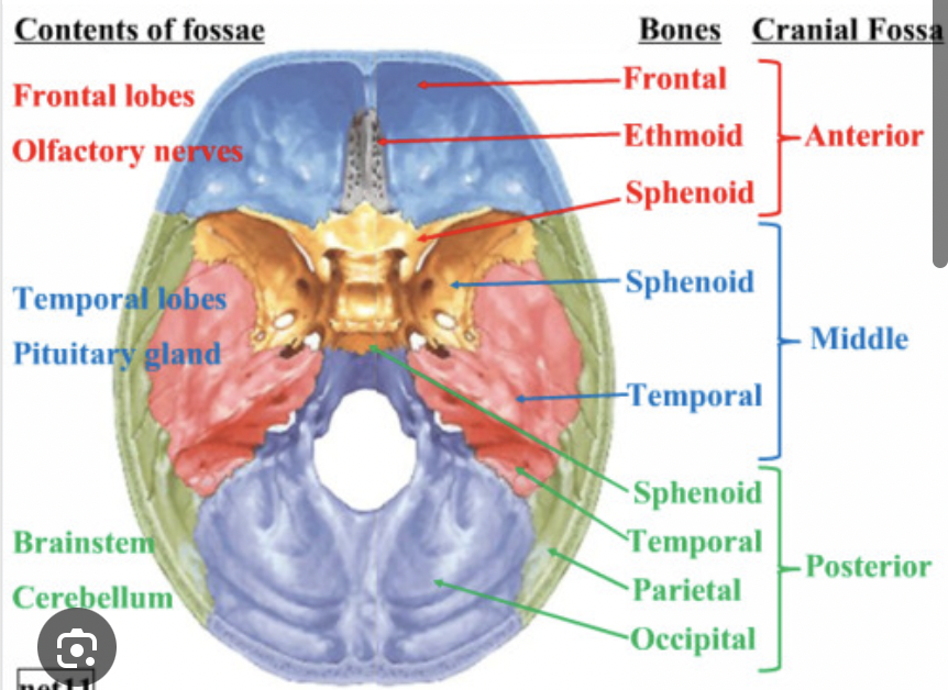 <p>Cranial fossae</p>