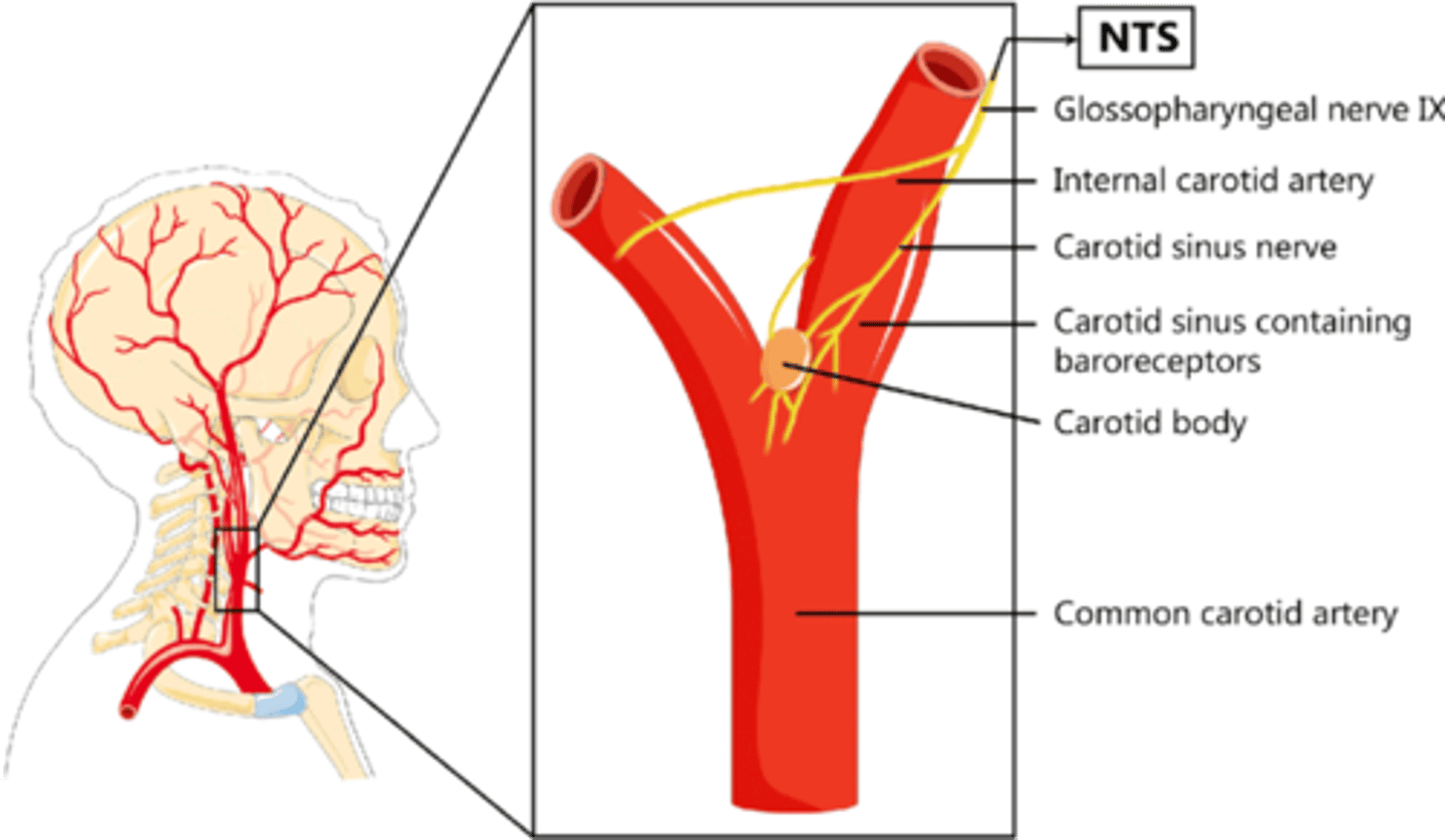 <p>Carotid sinus</p><p>Carotid body</p>