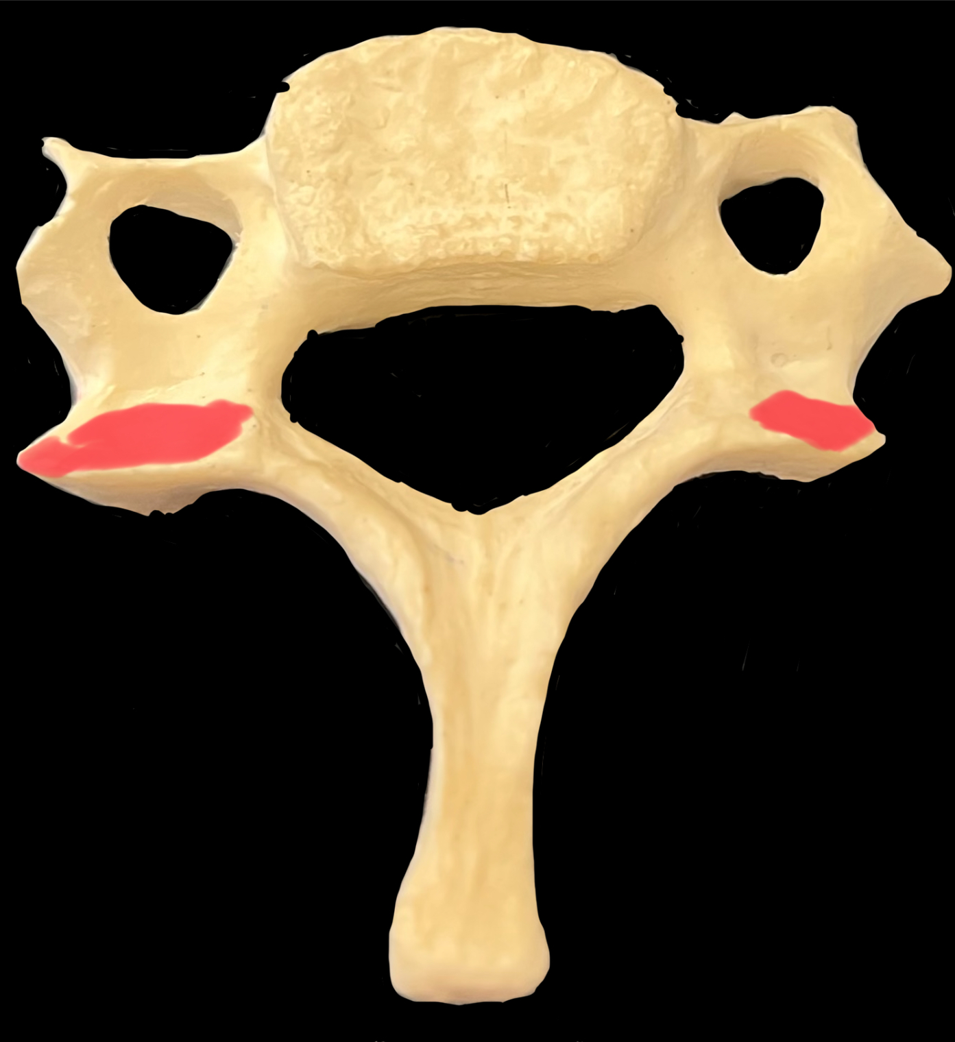 What is highlighted in red?