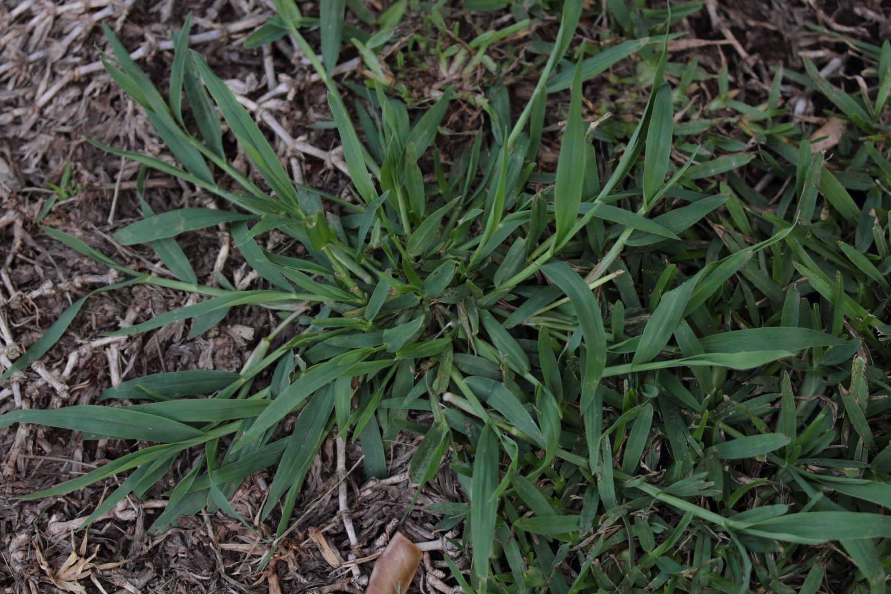 <p>What weed is this?</p>