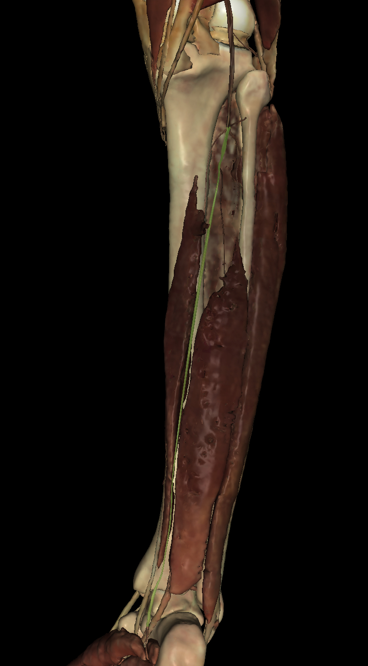 <p>Identify the Structure</p>