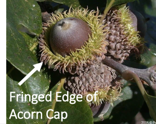 <p>acorn, stalked, cap ½ or more of acorn, fringed on edge of cap</p>