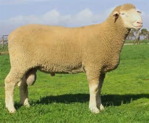 <p>Large frame US breed, developed from Lincolns and Rambouillets</p>