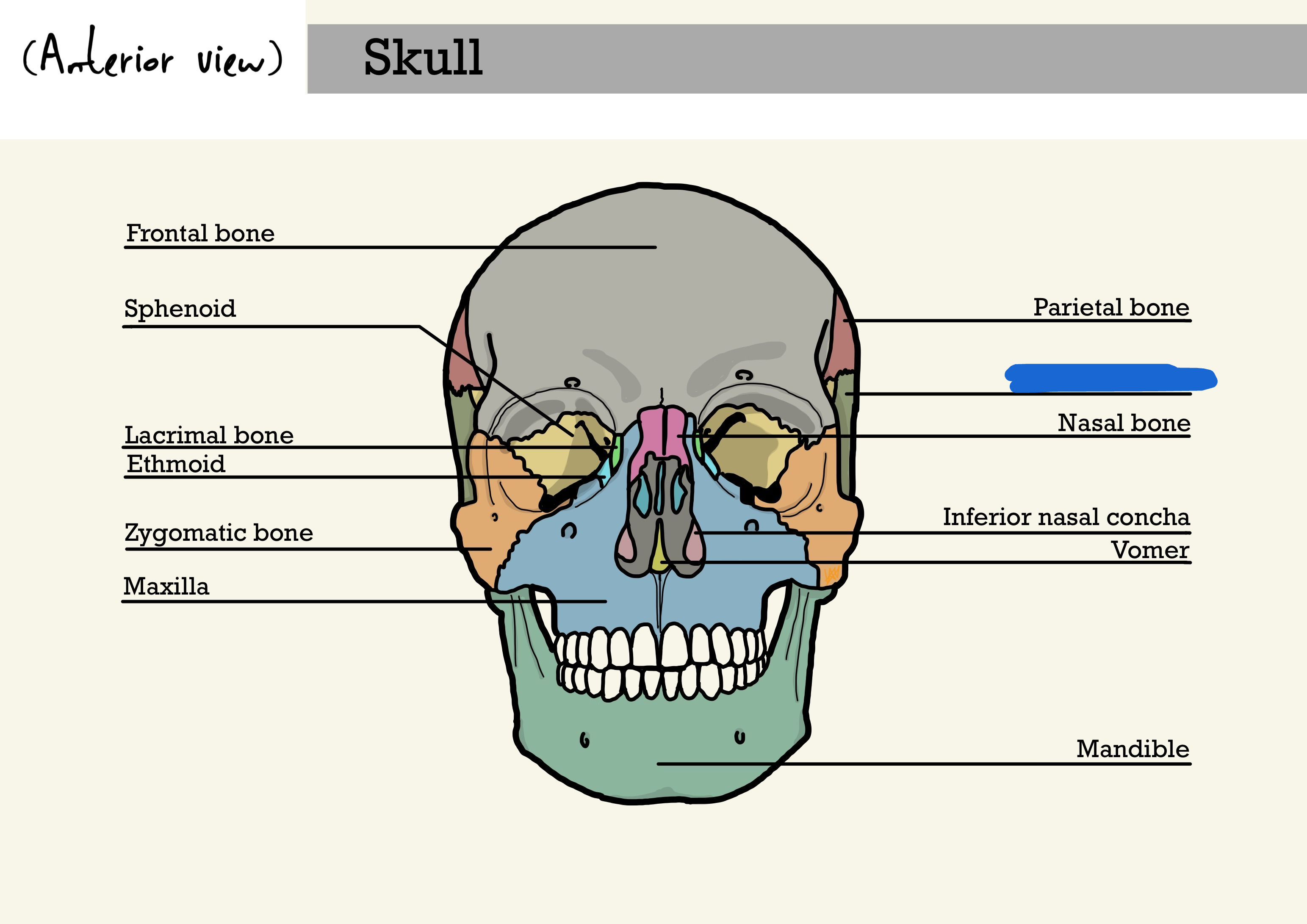 <p>what is the marked out lines bone? (anterior view)</p>