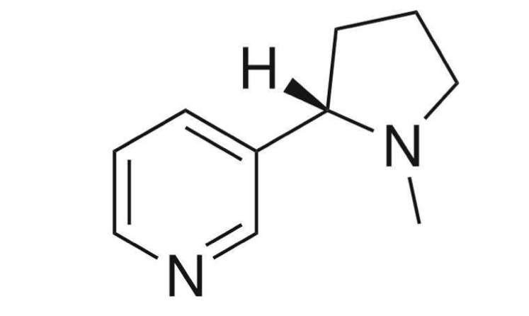 <ul><li><p>Colorless and odorless naturally occurring alkaloid </p></li><li><p>Short half-life of 40-120 min</p></li><li><p>Whole life up to 20 hours </p></li><li><p>Nicotine is the most addictive but not the most harmful substance in a cigarette  </p></li></ul><p></p>
