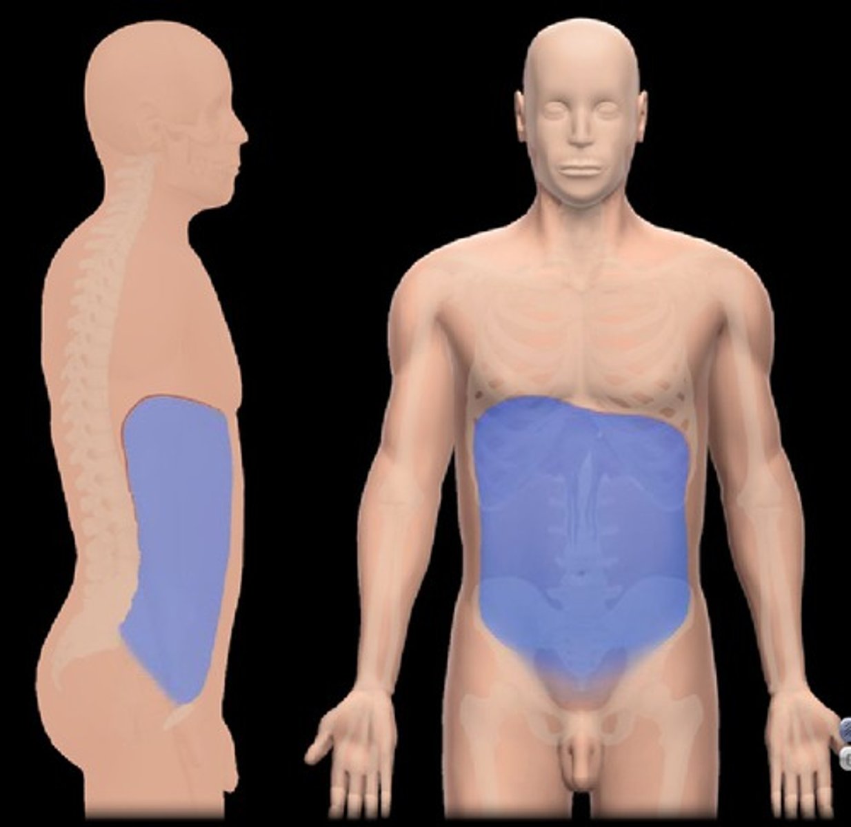<p>cavity containing the kidneys, digestive and reproductive organs</p>
