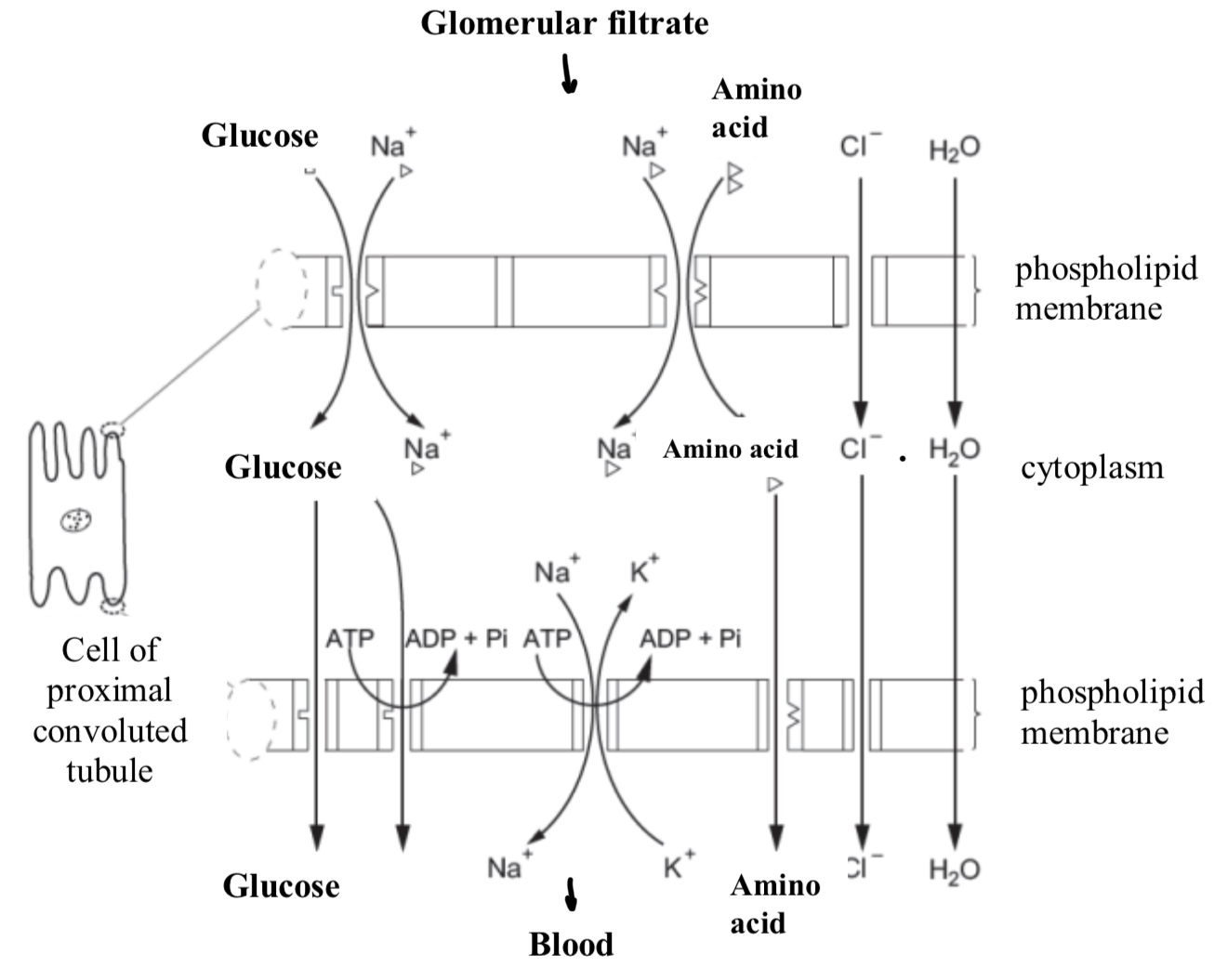 <p>What is happening in this diagram?</p>