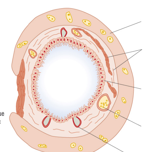 <p>Label the diagram of the trachea.</p>