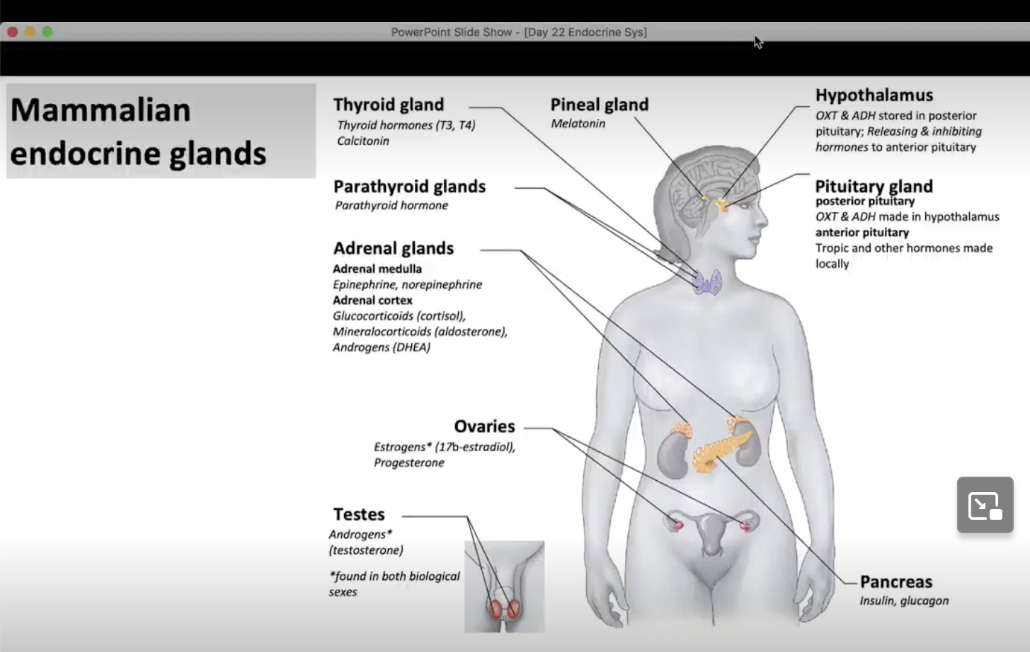 <p>label the major tissues that secrete hormones on a diagram</p>