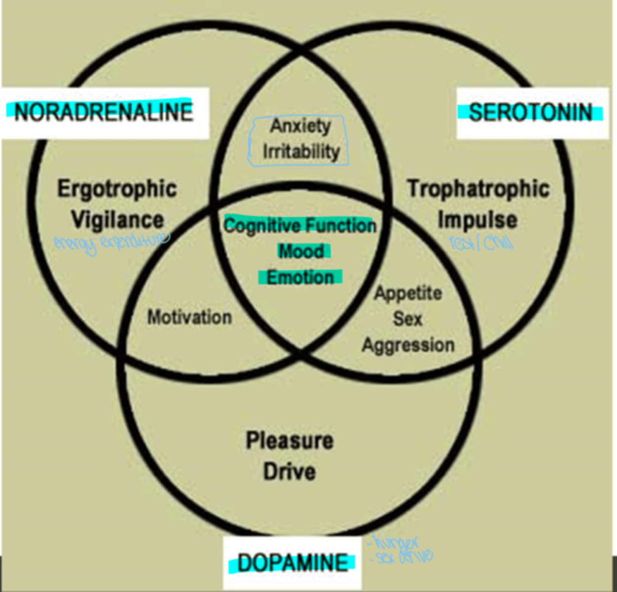<p>serotonin, dopamine, noradrenaline</p>
