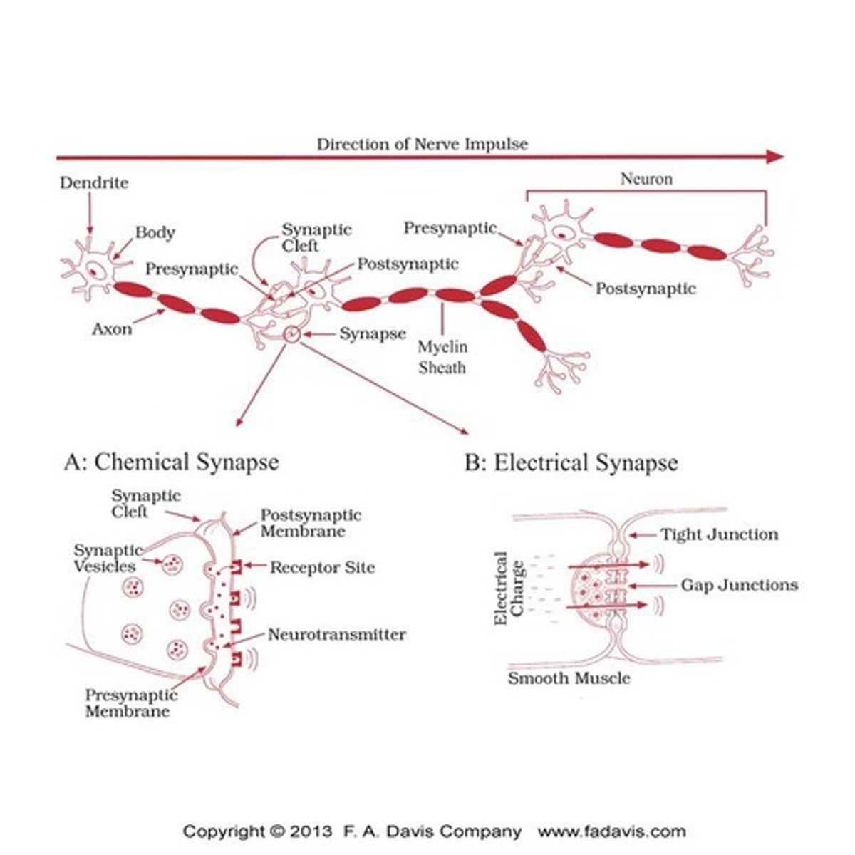 <p>The neuron, which consists of dendrites, the nerve body, and the axon.</p>