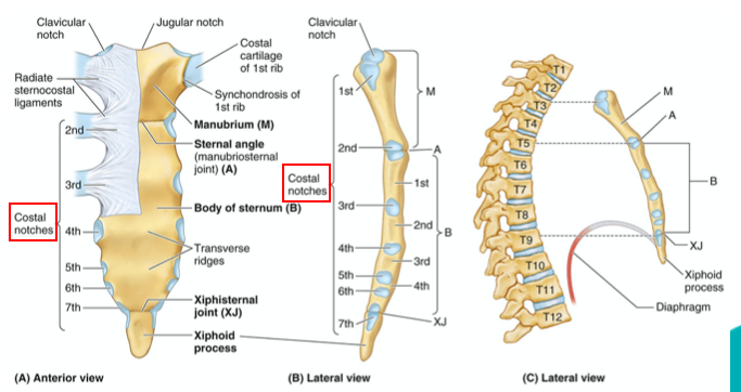 <ul><li><p><span>It articulates above with the manubrium and below with the xiphoid process. </span></p></li></ul><ul><li><p><span>On each side are notches for articulation with the lower part of the second costal cartilage and the attachment of ribs 3-6 via their costal cartilages.</span></p></li></ul><p></p>