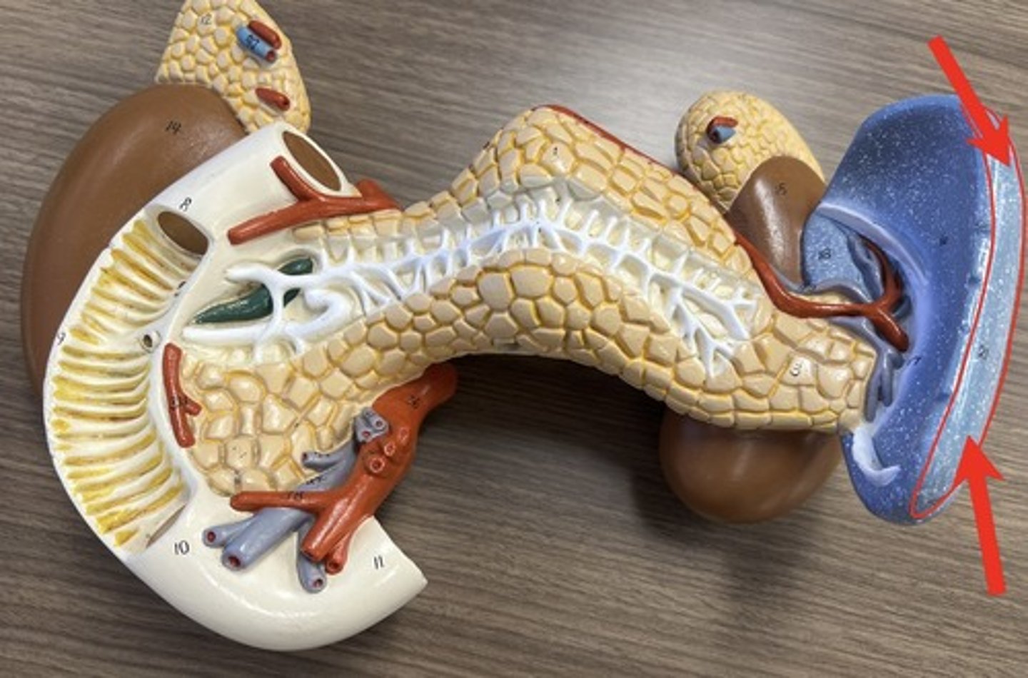 <p>(name the surface of the spleen)</p>