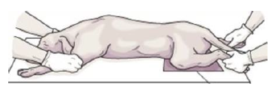 <p>A position in which the animals are placed lying on stomach.&nbsp;</p>