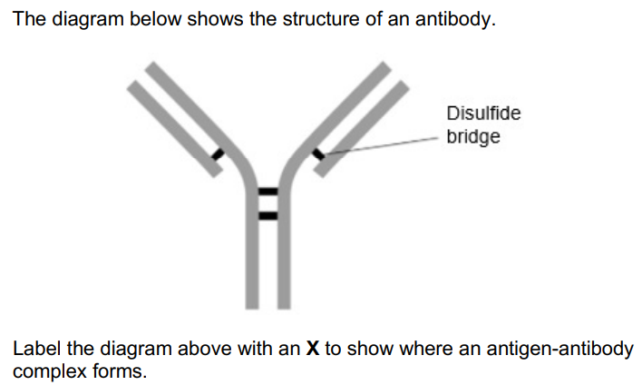 <p>Show where antigen-antibody complexes form (1)</p>