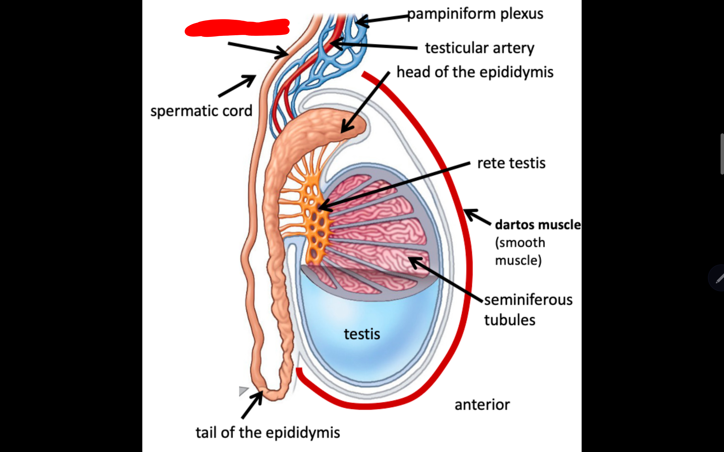<p>Name the structure in red</p>