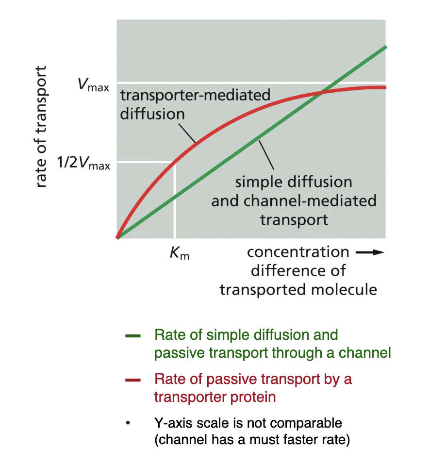 <ul><li><p>y-axis</p><ul><li><p>the rate of transport across a membrane</p></li></ul></li><li><p>x-axis </p><ul><li><p>how much of a molecule is on one side of the membrane (concentration)</p></li></ul></li></ul><p></p>
