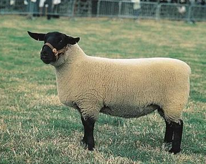 <p>What is the Name and Category of this sheep?</p>