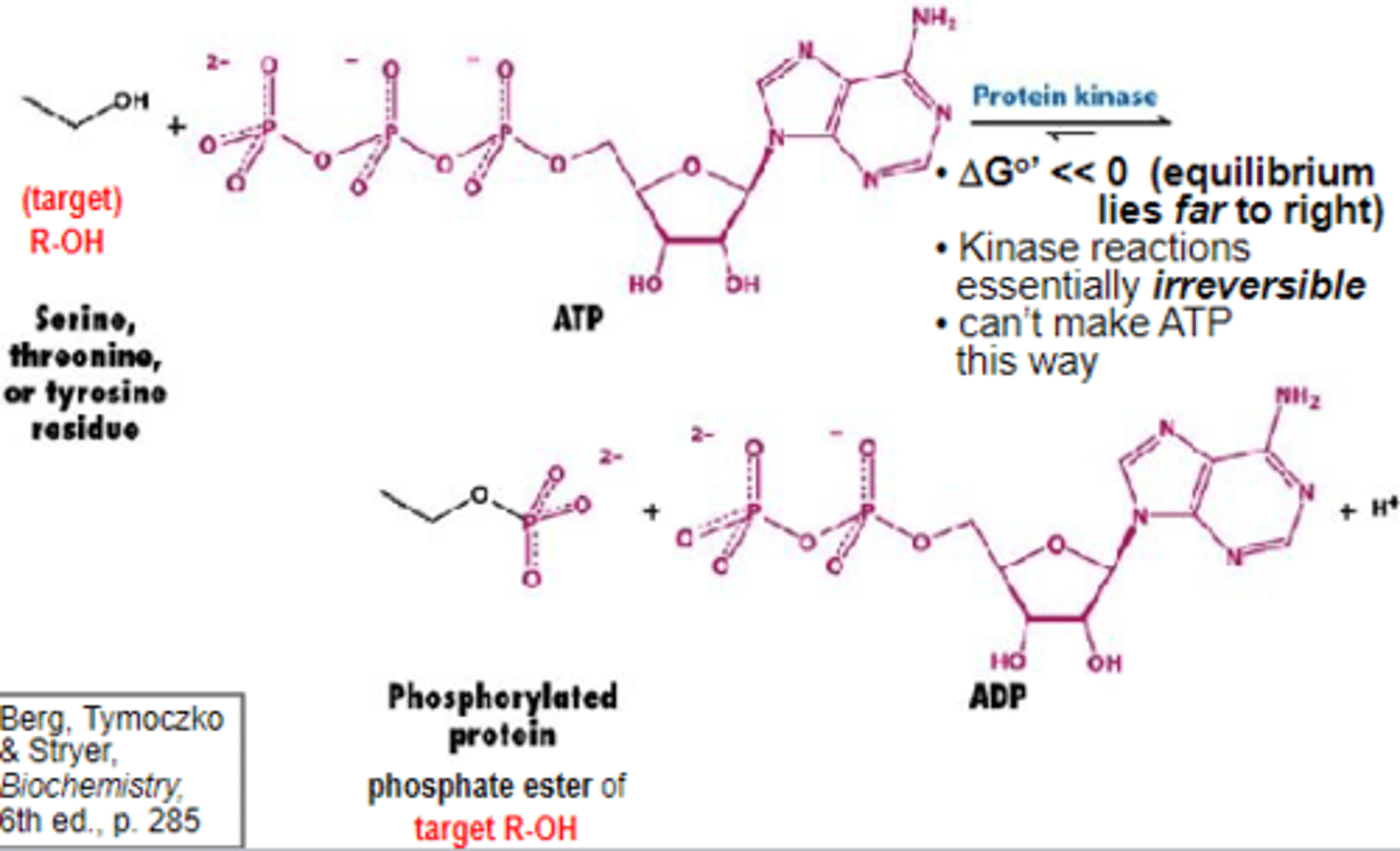 <p>Phosphorylation - catalyzed by protein kinases(Serine/Threonine kinases, Tyrosine kinase)</p><p>Dephosphorylation - catalyzed by protein phosphatases</p>