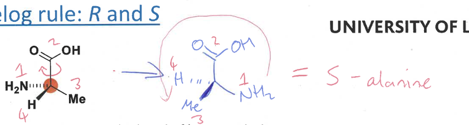 <ol><li><p>prioritise the substituents on the molecule from 1 (highest) to 4 (lowest)</p></li><li><p>redraw the molecule to lok down the bond of lowest priority</p></li><li><p>determine if substituents 1, 2 and 3 are in a clockwise of anticlockwise order</p></li></ol><p>R: substituents are clockwise</p><p>S: substituents are anticlockwise</p><p></p>