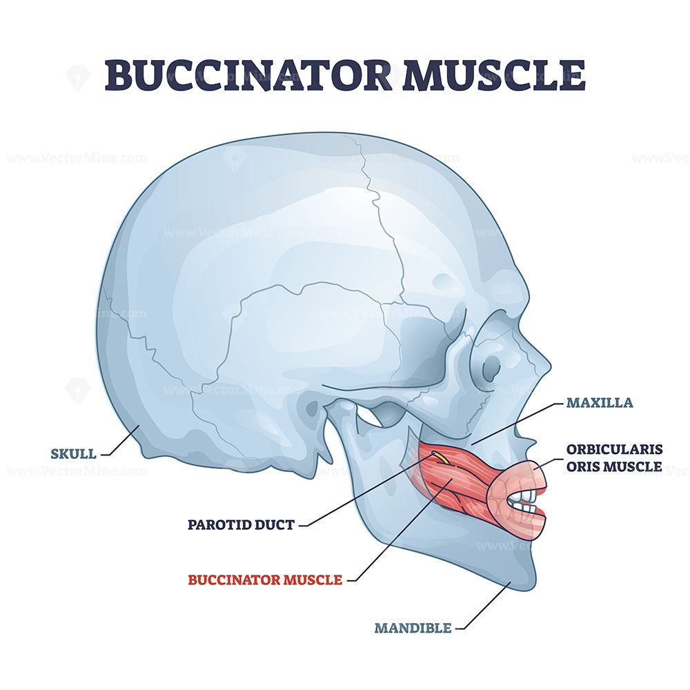 <p>Buccinator</p>