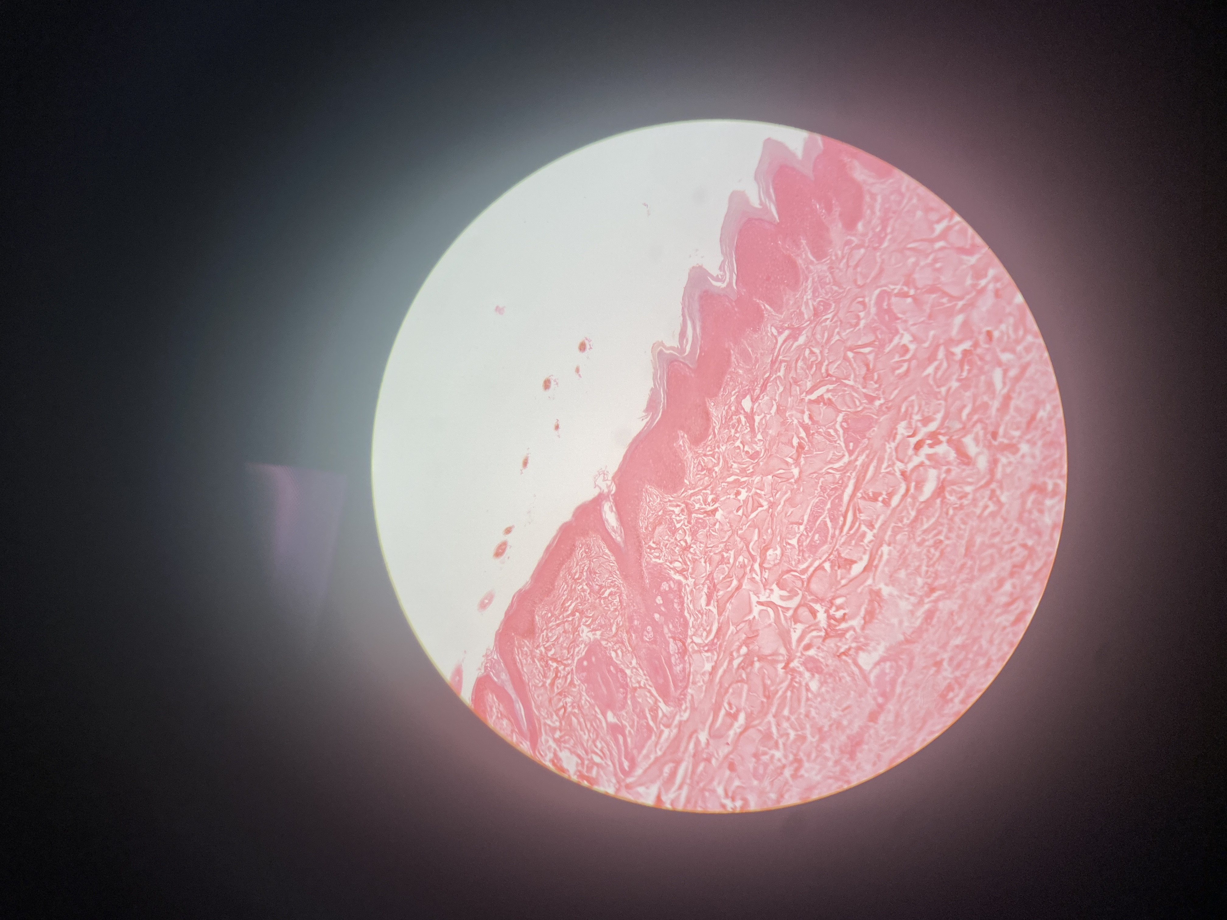 <p>Name the cell</p>