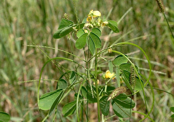 <p><span><em>Chasmanthium laxum</em>, </span>Spike shaped pods, yellow flowers, endemic in seed bank</p>
