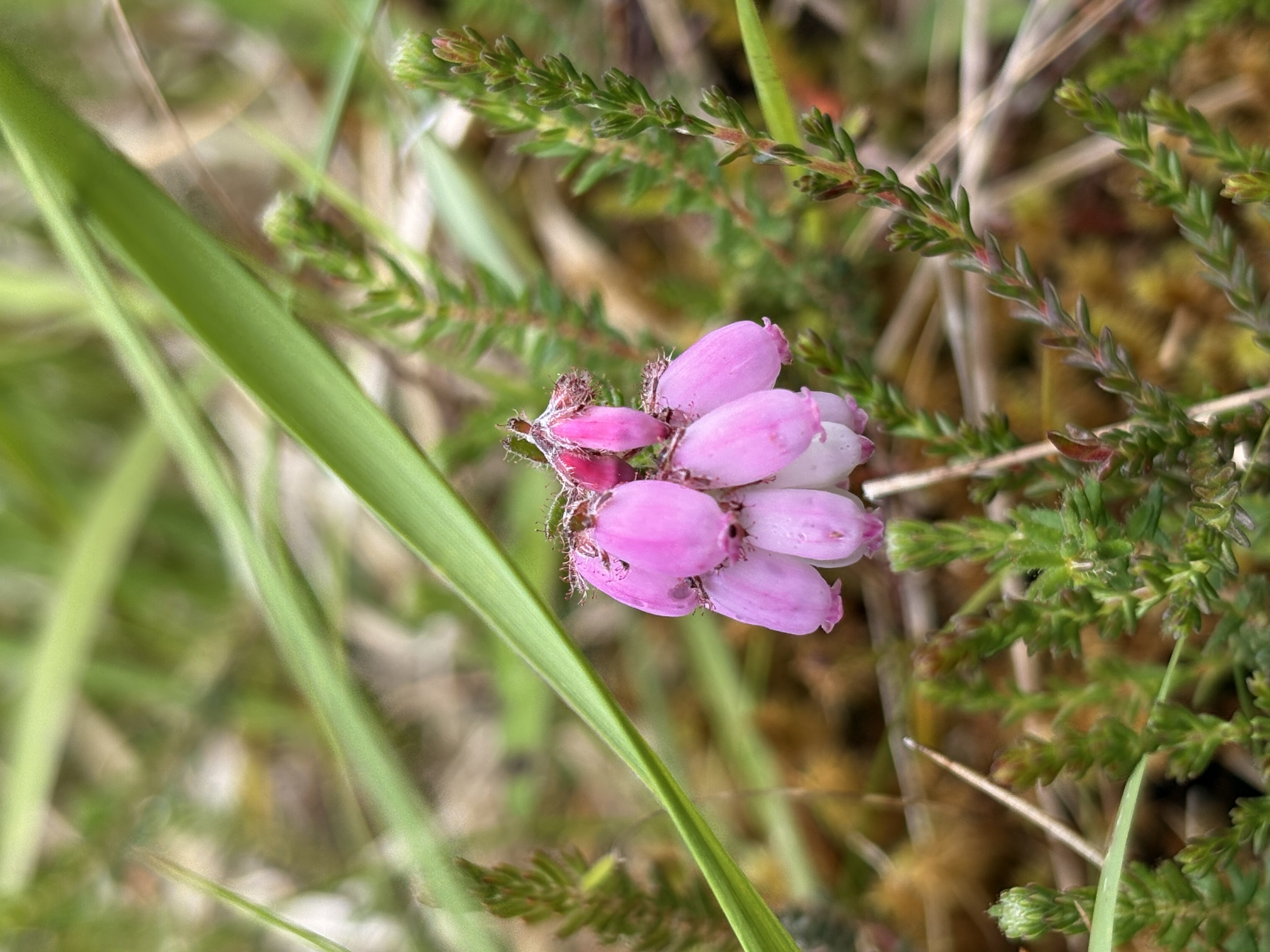 <p>Cross-leaved heather</p>